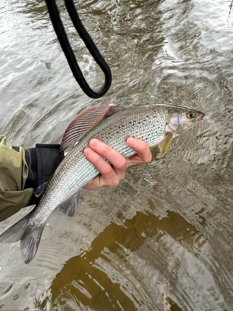 Grayling caught from the river wye, wales.