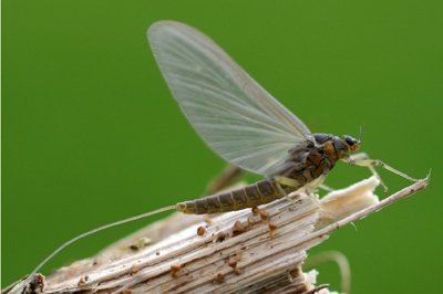 Blue winged olive 