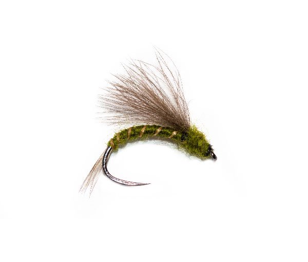 CDC Olive emerger 