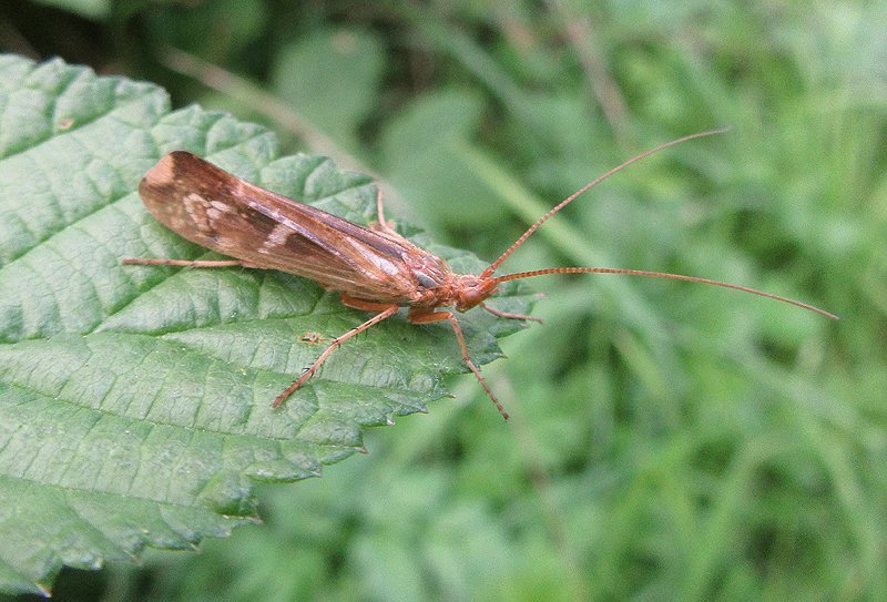 Cinnamon sedge  fly 