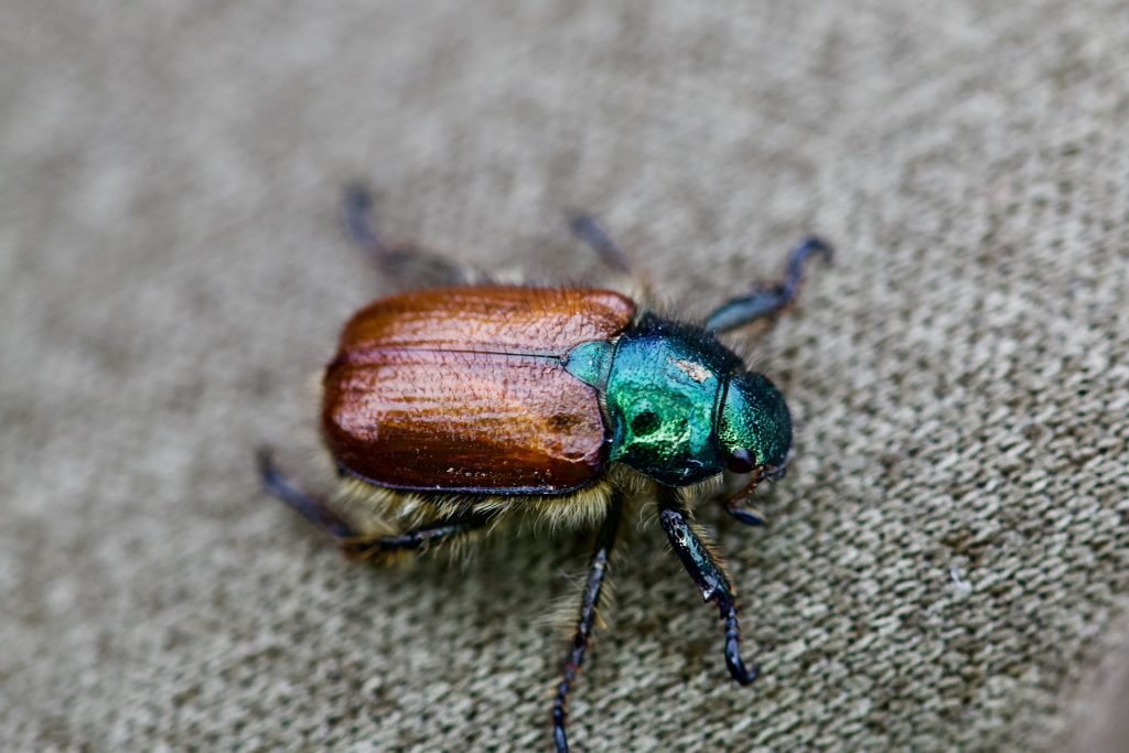 Coch-y-bonddu beetle 