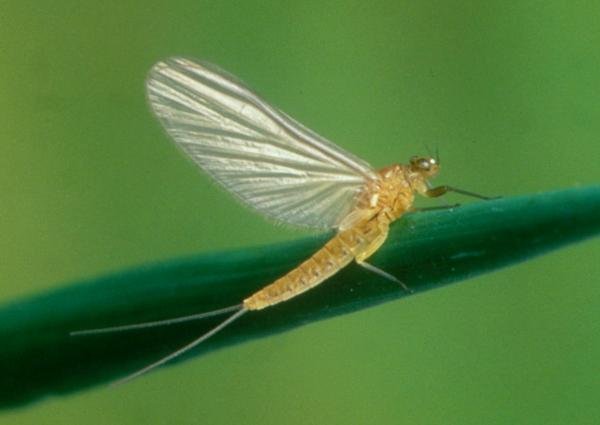 pale watery fly 